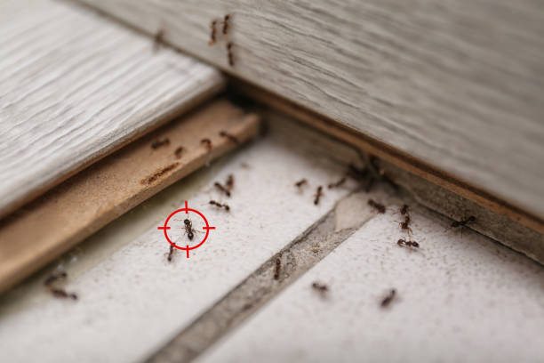 Best Pest Prevention Services  in West Peoria, IL